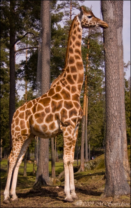 kolmarden_giraff